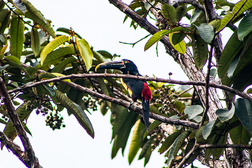 Avistamiento de Aves