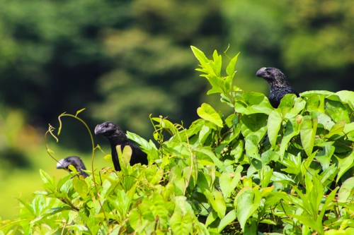 Avistamiento de Aves