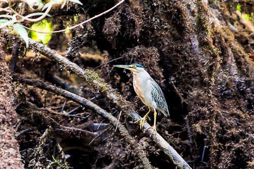 Avistamiento de Aves