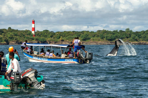 Avistamiento de Ballenas