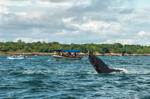 Avistamiento de Ballenas