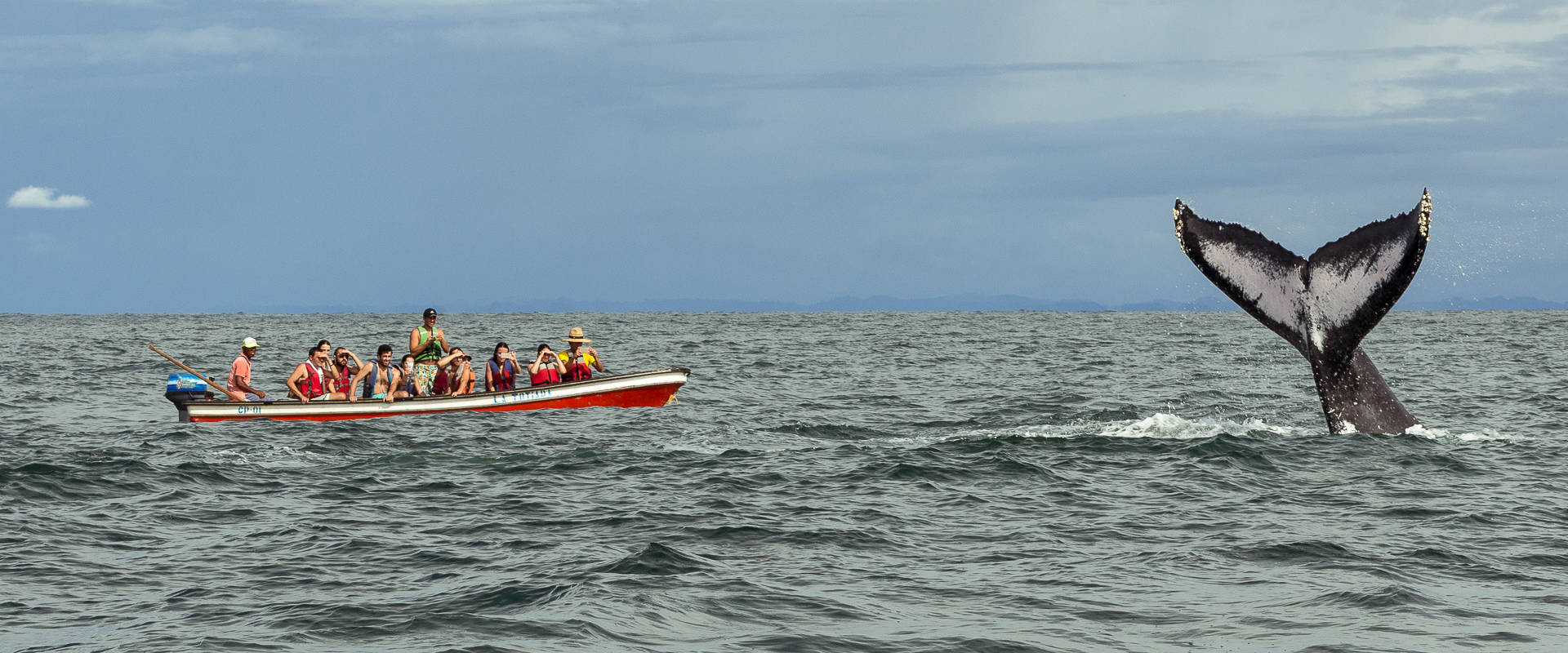 Avistamiento de Ballenas