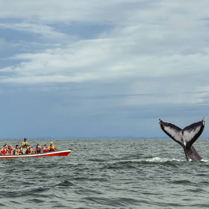Avistamiento de Ballenas