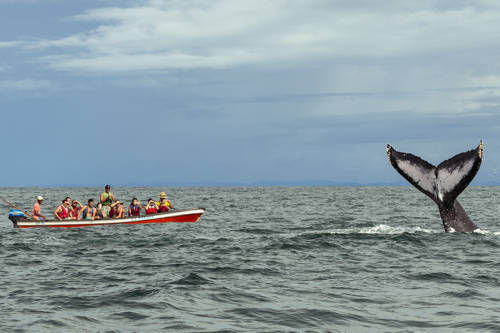 Avistamiento de Ballenas